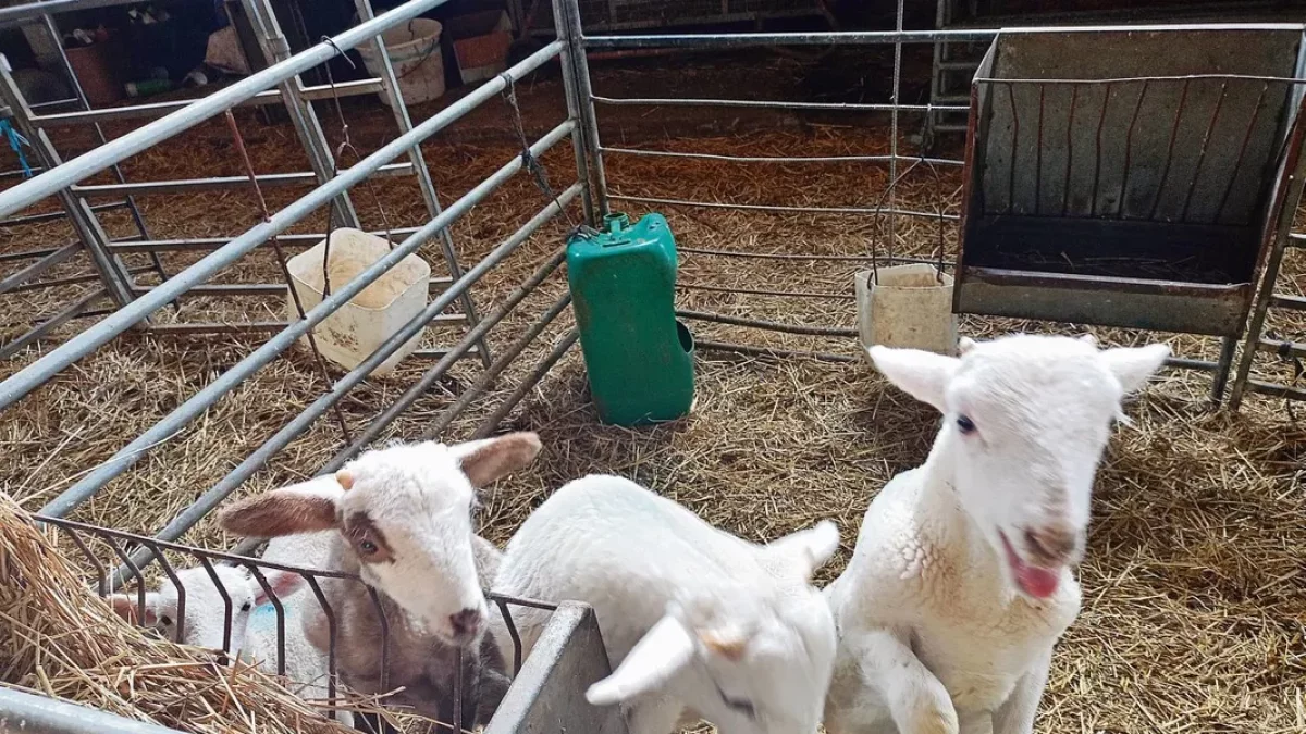 Tradició. Poc després de nàixer, al cap del corder aranès hi despunten les banyes. Un gos i una ovella s’ensumen sota la mirada del pastor. L’Eric lliga un corder per transportar-lo. - E.B.D.