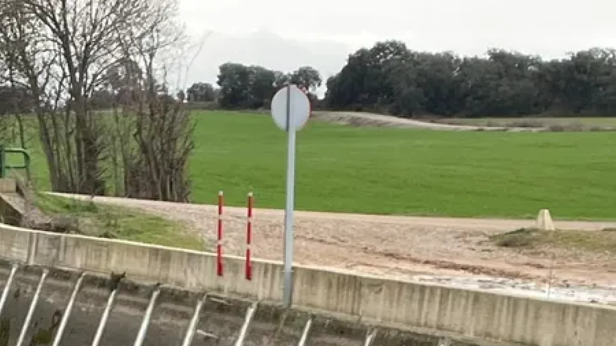 Un dels tres senglars que es van albirar diumenge i dilluns. - JULIÁN BONILLO