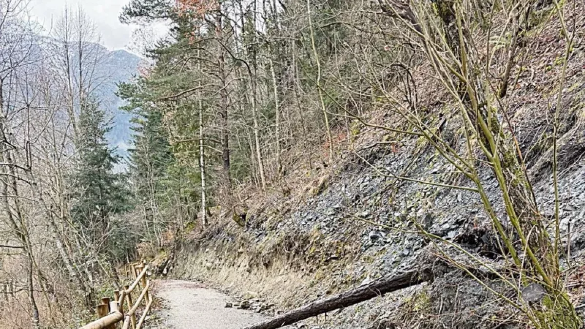 Un des arbes qu’an queigut ena zòna d’Aubèrt. - C.G.A