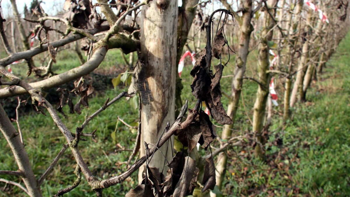 Perers afectats per foc bacterià a Castellserà.
