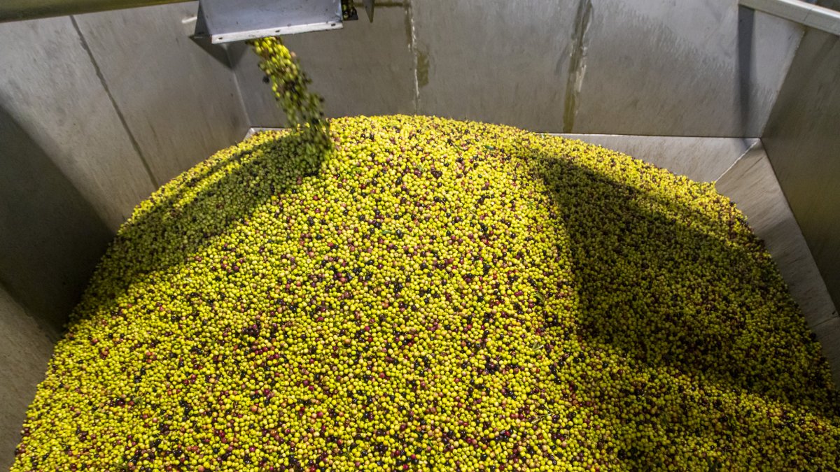 Olives en un moment del procés d'elaboració d'oli verge extra.