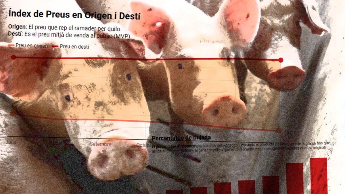 Les famílies compren la carn de porc més cara que abans del brot de pesta africana