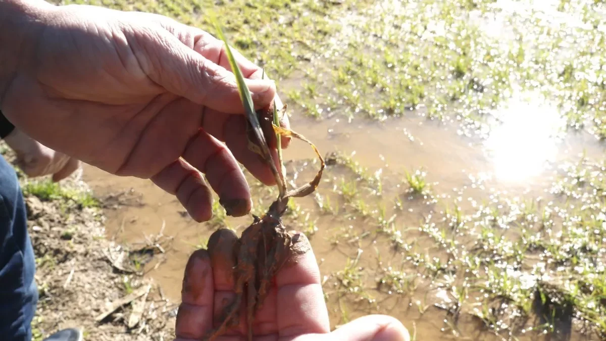 Un campo de cebada afectado por las lluvias en Bell-lloc d’Urgell. - ACN