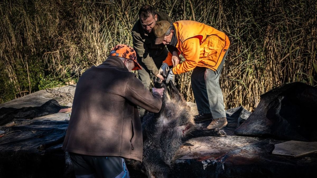 Un grupo de cazadores traslada un cadáver de un jabalí. - ACN