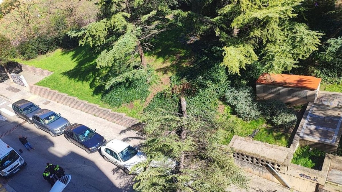 Vista de l’arbre caigut sobre un vehicle aparcat al carrer Roca Labrador, al barri d’Escorxador. - ROSA M. ALTÉS