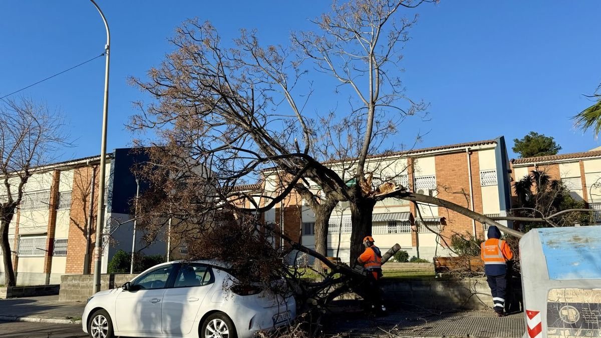 Una árbol caído por el viento sobre un coche en Sant Boi de Llobregat. - ALBERTA SEGURA/ACN