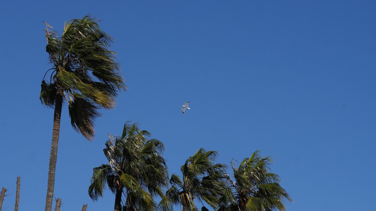 Palmeres sota els efectes del vent, a 12 de febrer de 2026, a Barcelona, Catalunya (Espanya).