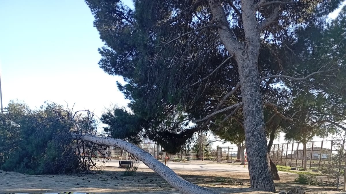 Un dels arbres del pati de l’escola Sant Jordi