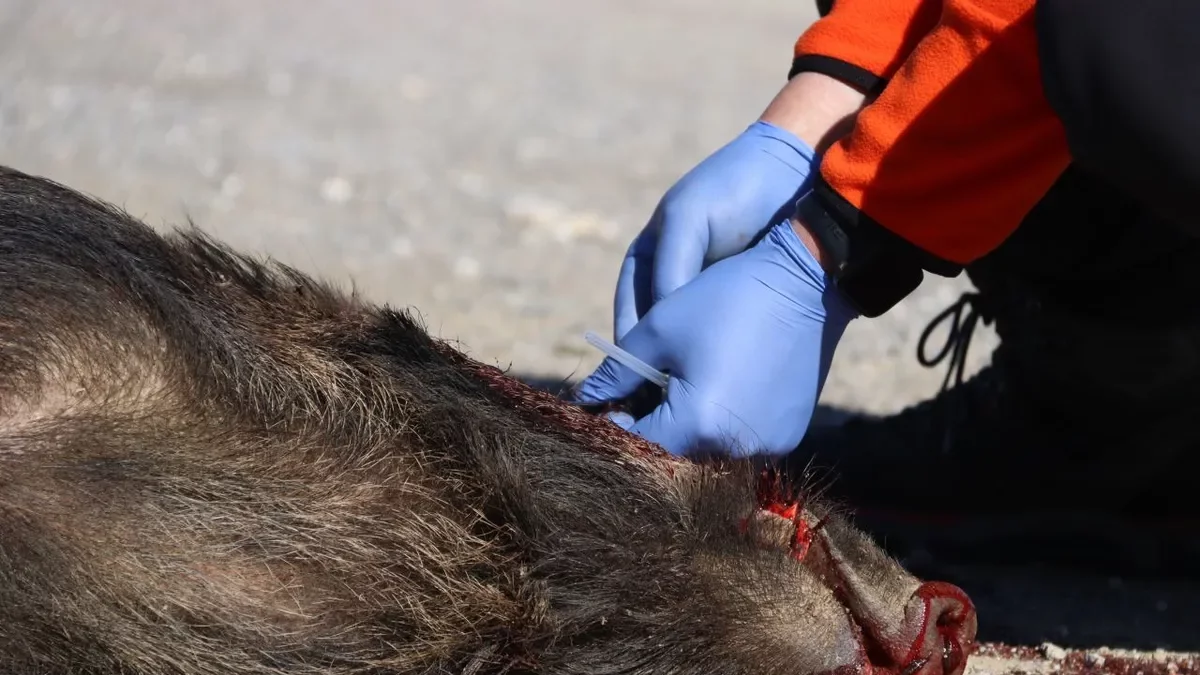 Presa de mostres de sang d’un senglar mort per analitzar si té la PPA. - ACN