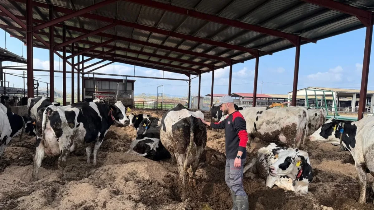 Un ganadero con sus vacas en una granja de Peralada (Alt Empordà). - ACN