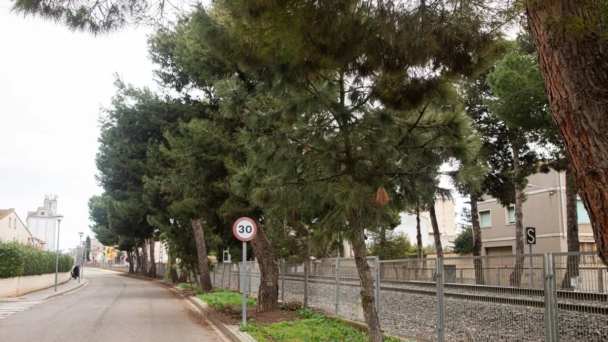 Los pinos de la calle Montoliu, al lado de la vía de tren. - JORDI BONILLA