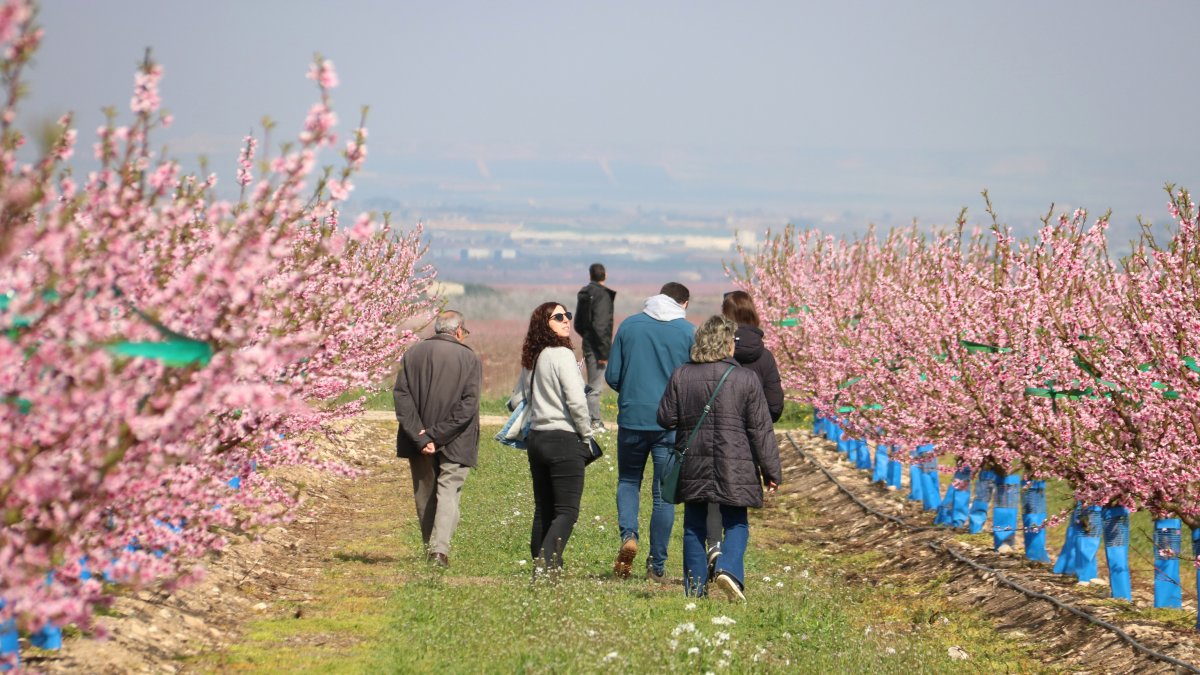Un grupo de personas caminan por un campo de árboles frutales en flor a Aitona.