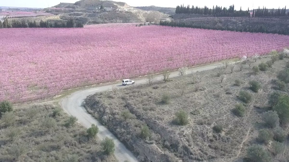 Camps en flor a Seròs.