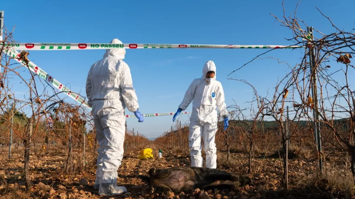 Tots els animals infectats són senglars. - ACN