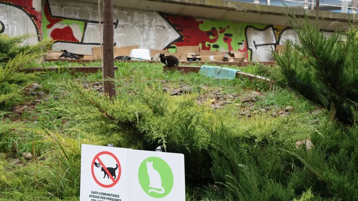 Una colònia de gats comunitaris a Roger de Llúria, al costat de la passarel·la de l’estació. - AMADO FORROLLA