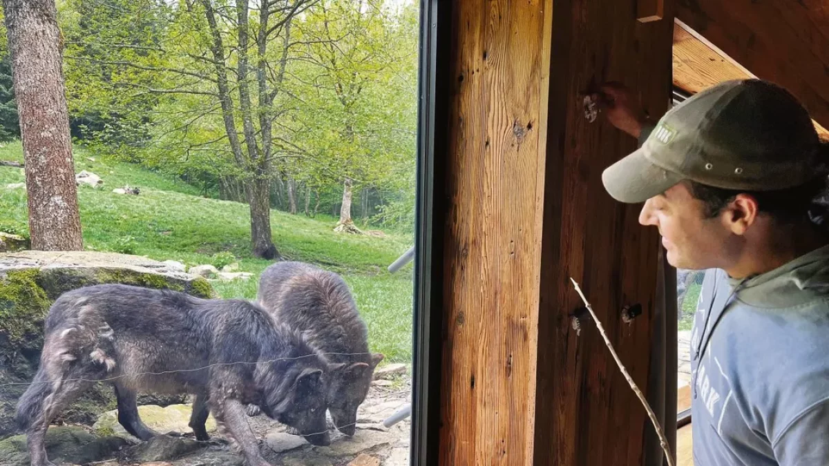 Es visitaires d’Aran Park pòden veir de ben apròp as lops canadencs. - ARAN PARK