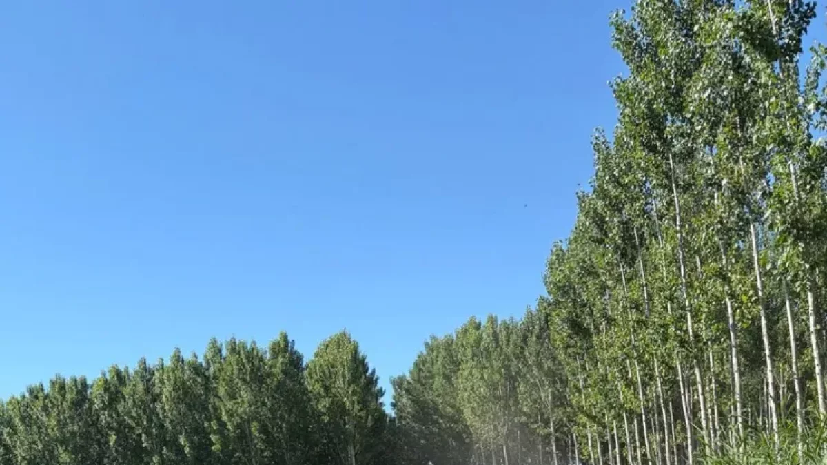 Uno de los caminos de Seròs que se ha mejorado. - A.S.