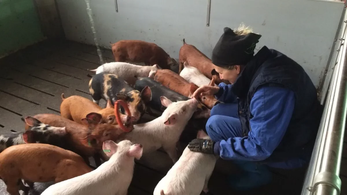 Una ganadera en una granja de porcino. - JARC