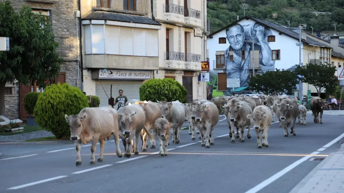 El ganado pasando por la carretera C-13 en Rialp. - EDGAR ALDANA