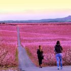 Camps florits a Aitona