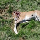 Un os mata un cavall al Pirineu de Lleida