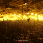 Algunes de les plantes intervingudes en una nau del polígon industrial Campllong de Balaguer.