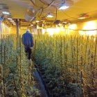 Plantació de marihuana desmantellada en un antic molí d'oli a Castelldans