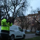 Una tècnica dissuadeix els estornells amb rajos làser i l’altre fa sonar una matraca i una botzina que simula el grall d’un falcó. - AMADO FORROLLA