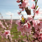 Imágenes de la floración de los almendros de Aitona