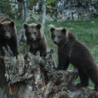 Els tres cadells d’ós seran traslladats avui a França.