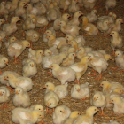 Imagen de una granja de producción y engorde de pollitos de las comarcas de Lleida.