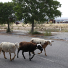 Aquestes ovelles, al costat d’alguns ciclistes i passejants, són ara per ara els usuaris de la zona de Torre Salses.