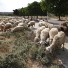 La zona de Torres Salses sirve actualmente de pasto para las ovejas.