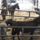 Alguns dels cavalls que van ser confiscats dissabte.