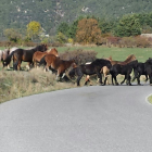 Els cavalls envaint la carretera d’accés al nucli de Bar, a l’Alt Urgell.