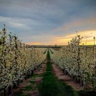 Camps de l'horta de Lleida un capvespre de primavera.