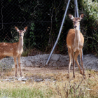 El petit cérvol, a l’esquerra, ahir al costat de la seua mare al centre de fauna de Juneda.