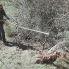 Imágenes del ciervo rescatado por los Agentes Rurales en La Guàrdia d’Ares. 