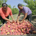 Els preus de la fruita de pinyol no cobreixen els costos de producció, segons els pagesos.