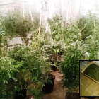 Imagen de las plantas y los tres kilos de marihuana decomisados. 
