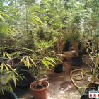 Vista de la plantación de marihuana hallada en una vivienda de Sant Pere dels Arquells. 