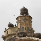 Algunos de los nidos en la iglesia de Seròs.