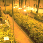Vista de les plantes de marihuana trobades dimarts passat pels Mossos en una nau industrial.