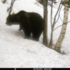 Uno de los osos que se ha podido ver en la zona de Lladorre, tras la hibernación. 