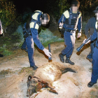 Imatge del 2009 d’un senglar abatut per urbans després d’aparèixer malferit a prop de Pardinyes.