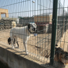Las instalaciones de la ‘canera’ que ahora tiene 57 perros.