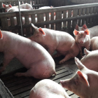 Imagen de una granja de cerdos de la provincia de Lleida.