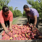 Imagen del inicio de campaña de recolección de fruta de hueso en la provincia el pasado verano.