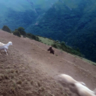 Imagen del oso y el rebaño de ovejas a la fuga en Montanui.