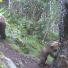Nuevas imágenes de cachorros de oso pardo con su madre en el Parc Natural de l'Alt Pirineu